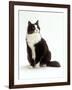 Domestic Cat, Black and White Male-Jane Burton-Framed Photographic Print