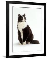 Domestic Cat, Black and White Male-Jane Burton-Framed Photographic Print