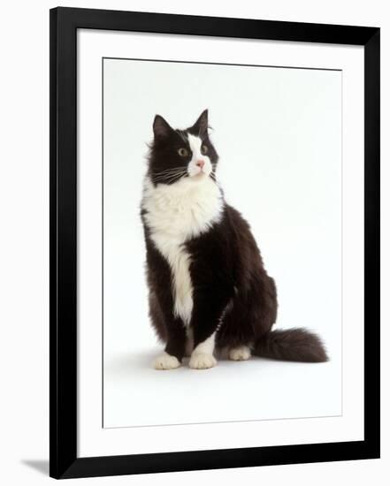 Domestic Cat, Black and White Male-Jane Burton-Framed Photographic Print