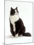 Domestic Cat, Black and White Male-Jane Burton-Mounted Photographic Print