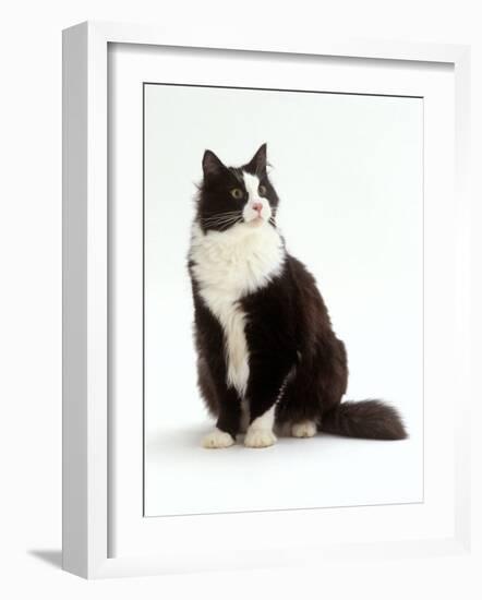 Domestic Cat, Black and White Male-Jane Burton-Framed Photographic Print