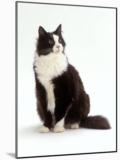 Domestic Cat, Black and White Male-Jane Burton-Mounted Photographic Print