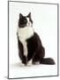 Domestic Cat, Black and White Male-Jane Burton-Mounted Photographic Print