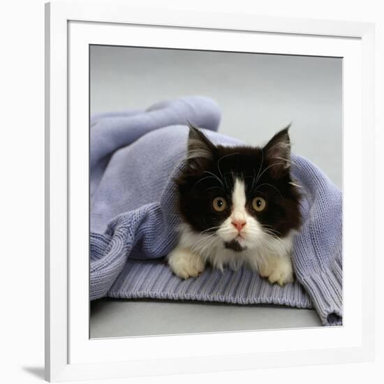 Domestic Cat, Black-And-White Semi-Longhaired Kitten in Blue Pullover-Jane Burton-Framed Photographic Print