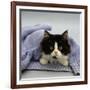 Domestic Cat, Black-And-White Semi-Longhaired Kitten in Blue Pullover-Jane Burton-Framed Photographic Print