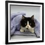 Domestic Cat, Black-And-White Semi-Longhaired Kitten in Blue Pullover-Jane Burton-Framed Photographic Print