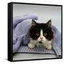 Domestic Cat, Black-And-White Semi-Longhaired Kitten in Blue Pullover-Jane Burton-Framed Stretched Canvas
