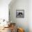 Domestic Cat, Black-And-White Semi-Longhaired Kitten in Blue Pullover-Jane Burton-Framed Stretched Canvas displayed on a wall
