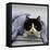 Domestic Cat, Black-And-White Semi-Longhaired Kitten in Blue Pullover-Jane Burton-Framed Stretched Canvas