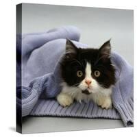 Domestic Cat, Black-And-White Semi-Longhaired Kitten in Blue Pullover-Jane Burton-Stretched Canvas