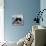 Domestic Cat, Black-And-White Semi-Longhaired Kitten in Blue Pullover-Jane Burton-Stretched Canvas displayed on a wall