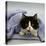 Domestic Cat, Black-And-White Semi-Longhaired Kitten in Blue Pullover-Jane Burton-Stretched Canvas