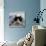 Domestic Cat, Black-And-White Semi-Longhaired Kitten in Blue Pullover-Jane Burton-Photographic Print displayed on a wall