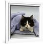 Domestic Cat, Black-And-White Semi-Longhaired Kitten in Blue Pullover-Jane Burton-Framed Photographic Print