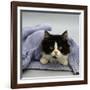 Domestic Cat, Black-And-White Semi-Longhaired Kitten in Blue Pullover-Jane Burton-Framed Photographic Print