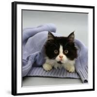 Domestic Cat, Black-And-White Semi-Longhaired Kitten in Blue Pullover-Jane Burton-Framed Photographic Print