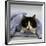 Domestic Cat, Black-And-White Semi-Longhaired Kitten in Blue Pullover-Jane Burton-Framed Photographic Print