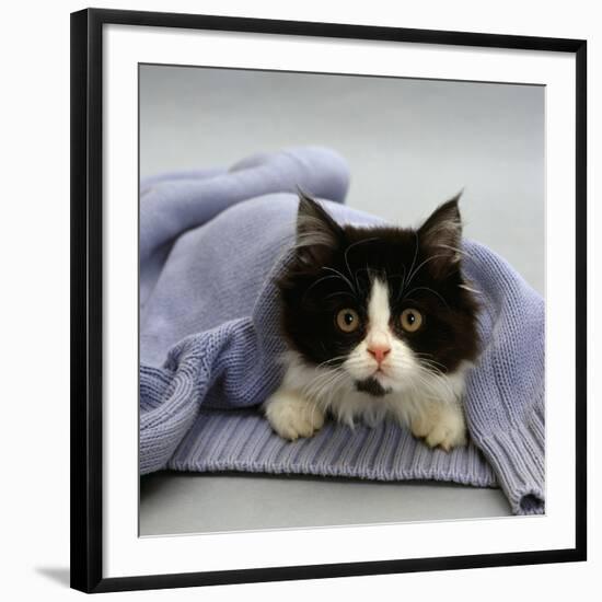 Domestic Cat, Black-And-White Semi-Longhaired Kitten in Blue Pullover-Jane Burton-Framed Photographic Print