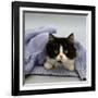 Domestic Cat, Black-And-White Semi-Longhaired Kitten in Blue Pullover-Jane Burton-Framed Photographic Print