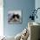 Domestic Cat, Black-And-White Semi-Longhaired Kitten in Blue Pullover-Jane Burton-Mounted Photographic Print displayed on a wall