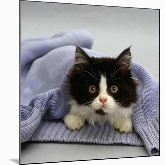 Domestic Cat, Black-And-White Semi-Longhaired Kitten in Blue Pullover-Jane Burton-Mounted Photographic Print