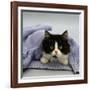 Domestic Cat, Black-And-White Semi-Longhaired Kitten in Blue Pullover-Jane Burton-Framed Photographic Print