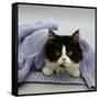 Domestic Cat, Black-And-White Semi-Longhaired Kitten in Blue Pullover-Jane Burton-Framed Stretched Canvas