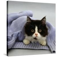 Domestic Cat, Black-And-White Semi-Longhaired Kitten in Blue Pullover-Jane Burton-Stretched Canvas