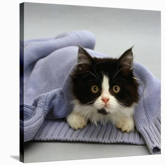 Domestic Cat, Black-And-White Semi-Longhaired Kitten in Blue Pullover-Jane Burton-Stretched Canvas