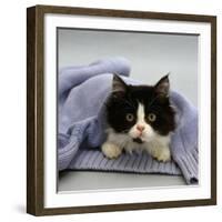 Domestic Cat, Black-And-White Semi-Longhaired Kitten in Blue Pullover-Jane Burton-Framed Photographic Print