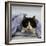 Domestic Cat, Black-And-White Semi-Longhaired Kitten in Blue Pullover-Jane Burton-Framed Photographic Print