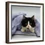 Domestic Cat, Black-And-White Semi-Longhaired Kitten in Blue Pullover-Jane Burton-Framed Photographic Print