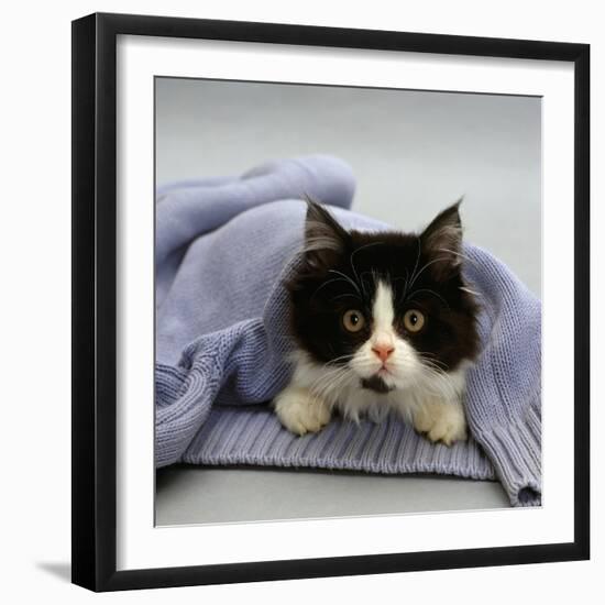 Domestic Cat, Black-And-White Semi-Longhaired Kitten in Blue Pullover-Jane Burton-Framed Photographic Print