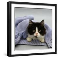 Domestic Cat, Black-And-White Semi-Longhaired Kitten in Blue Pullover-Jane Burton-Framed Photographic Print