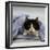 Domestic Cat, Black-And-White Semi-Longhaired Kitten in Blue Pullover-Jane Burton-Framed Photographic Print