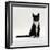 Domestic Cat, Black-And-White Smooth-Coated-Jane Burton-Framed Photographic Print