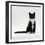 Domestic Cat, Black-And-White Smooth-Coated-Jane Burton-Framed Photographic Print