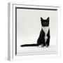 Domestic Cat, Black-And-White Smooth-Coated-Jane Burton-Framed Photographic Print