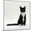 Domestic Cat, Black-And-White Smooth-Coated-Jane Burton-Mounted Photographic Print