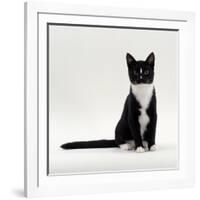 Domestic Cat, Black-And-White Smooth-Coated-Jane Burton-Framed Photographic Print