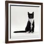 Domestic Cat, Black-And-White Smooth-Coated-Jane Burton-Framed Photographic Print