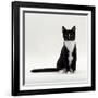 Domestic Cat, Black-And-White Smooth-Coated-Jane Burton-Framed Photographic Print