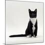 Domestic Cat, Black-And-White Smooth-Coated-Jane Burton-Mounted Photographic Print