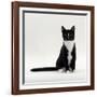 Domestic Cat, Black-And-White Smooth-Coated-Jane Burton-Framed Photographic Print