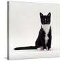 Domestic Cat, Black-And-White Smooth-Coated-Jane Burton-Stretched Canvas