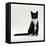 Domestic Cat, Black-And-White Smooth-Coated-Jane Burton-Framed Stretched Canvas