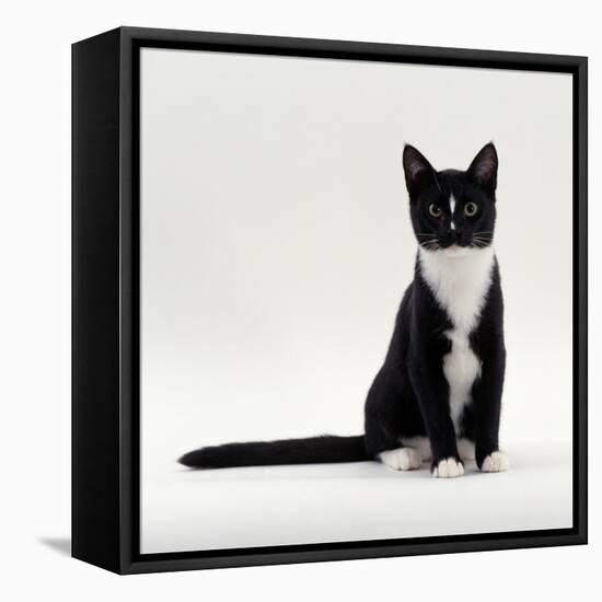 Domestic Cat, Black-And-White Smooth-Coated-Jane Burton-Framed Stretched Canvas