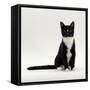 Domestic Cat, Black-And-White Smooth-Coated-Jane Burton-Framed Stretched Canvas