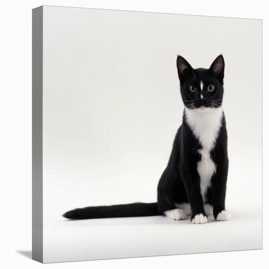 Domestic Cat, Black-And-White Smooth-Coated-Jane Burton-Stretched Canvas