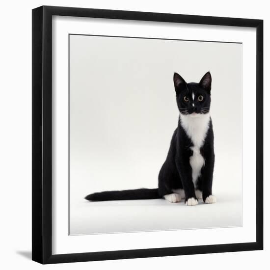 Domestic Cat, Black-And-White Smooth-Coated-Jane Burton-Framed Premium Photographic Print